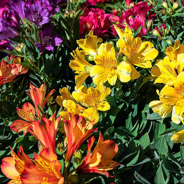 Alstroemeria Seeds – Mixed Colors