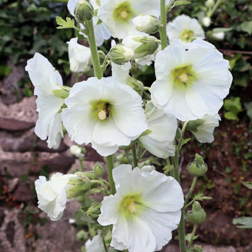 Hollyhock Seeds – White