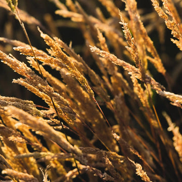 Sweet Vernal Grass Seeds – Fragrant Vanilla