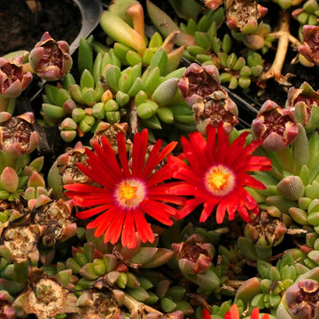 Ice Plant Seeds – Red