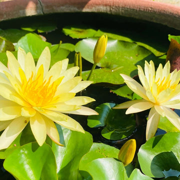 Lotus Seeds – Golden Crown Yellow Center