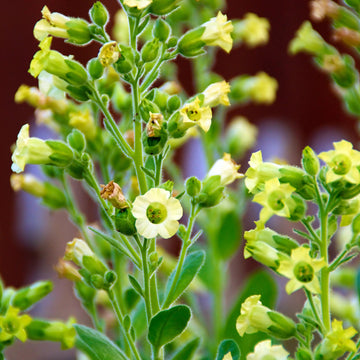Tobacco Seeds – Aztec