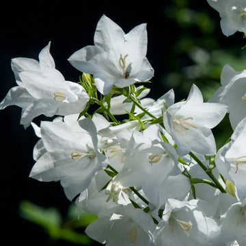 Bellflower Seeds – Peach-Leaved