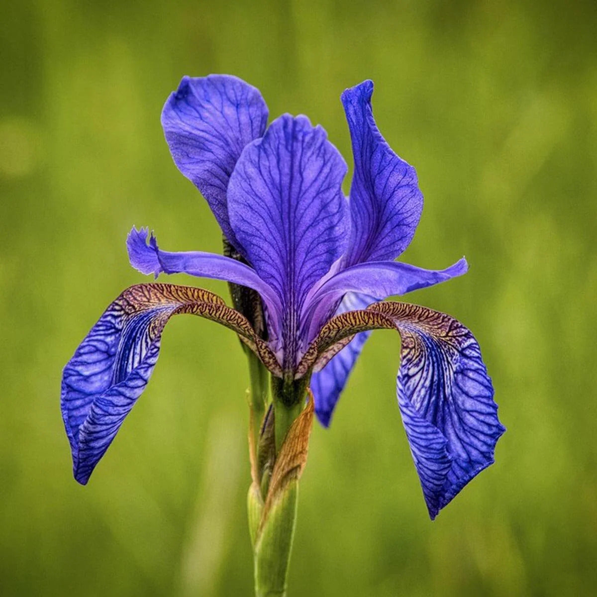 Iris Seeds – Siberian
