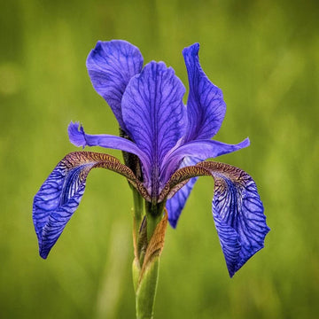Iris Seeds – Siberian