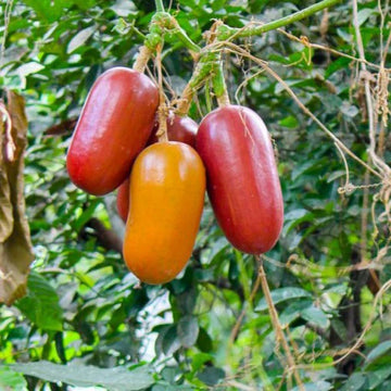 Sicana Odorifera Seeds – Cassabanana