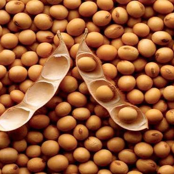 Soybean Seeds – Protein-Rich