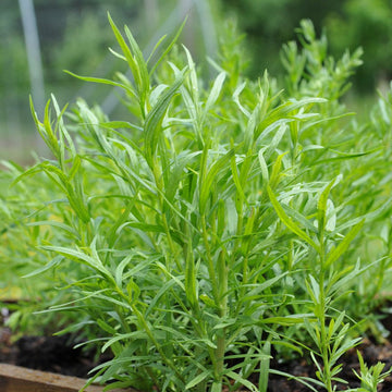 Tarragon Seeds – Russian