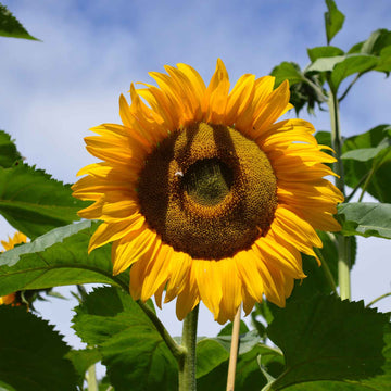 Sunflower Seeds – Organic