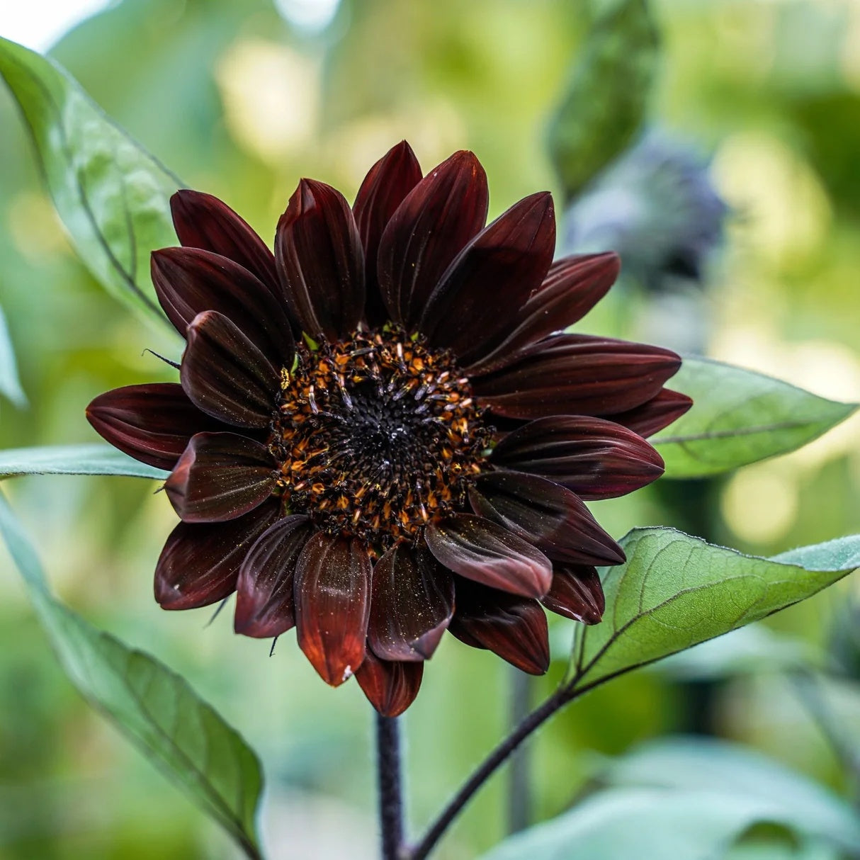 Sunflower Seeds – Chocolate