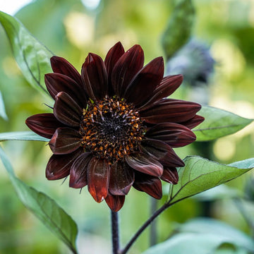 Sunflower Seeds – Chocolate