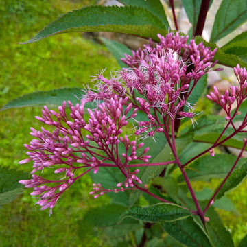 Joe Pye Weed Seeds – Perennial