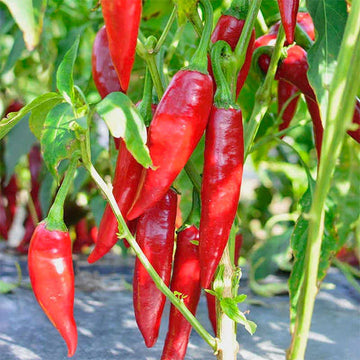 Paprika Seeds – Sweet Hungarian