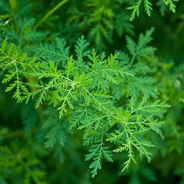 Artemisia Annua Seeds – Sweet Wormwood