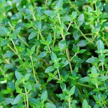 Thyme Seeds – Zitrone