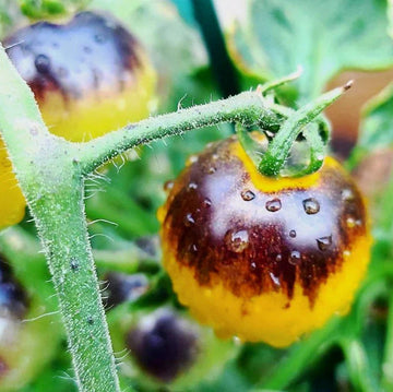Tomato Seeds – Yellow and Black