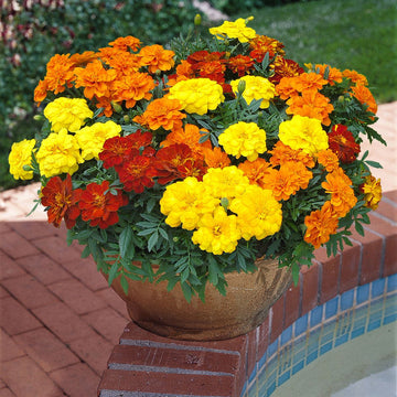 Marigold Seeds - Durango Outback Mix