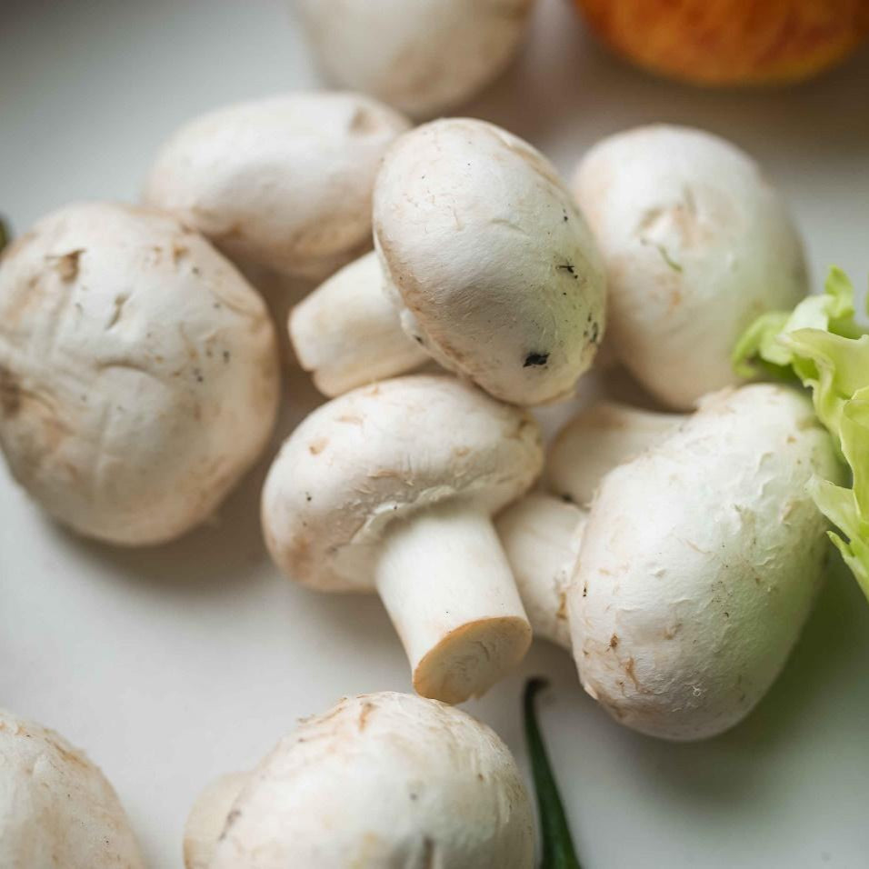Mushroom Seeds – White