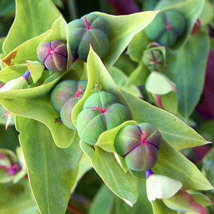 Euphorbia Lathyris Seeds – Mole
