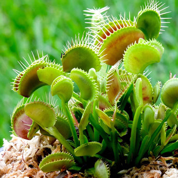 Fly Trap Seeds