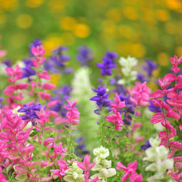 Salvia Seeds – Viridis