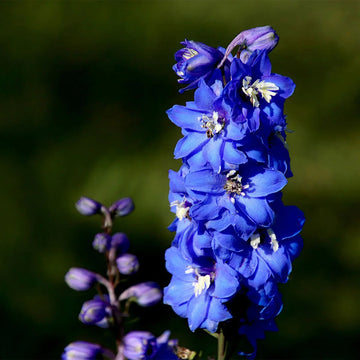 Delphinium Seeds – Blue Candle Larkspur
