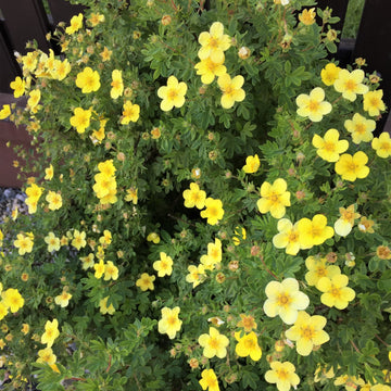 Bigflower Cinquefoil Seeds – Hardy Perennial Blooms