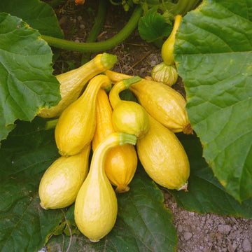 Summer Squash Seeds – Yellow