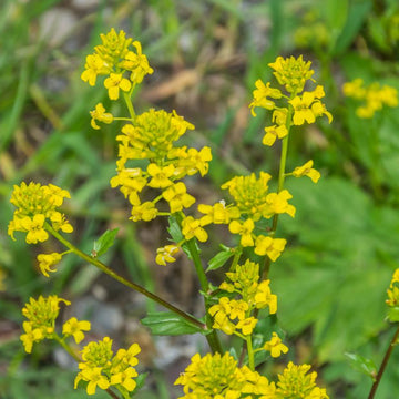 Rocketcress Seeds – Yellow