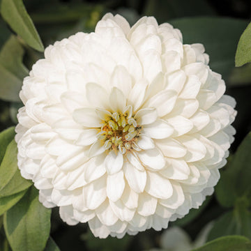 Zinnia Seeds – Elegans White